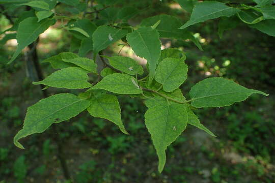 Image of Tilia kiusiana Makino & Shiras. ex Shiras.