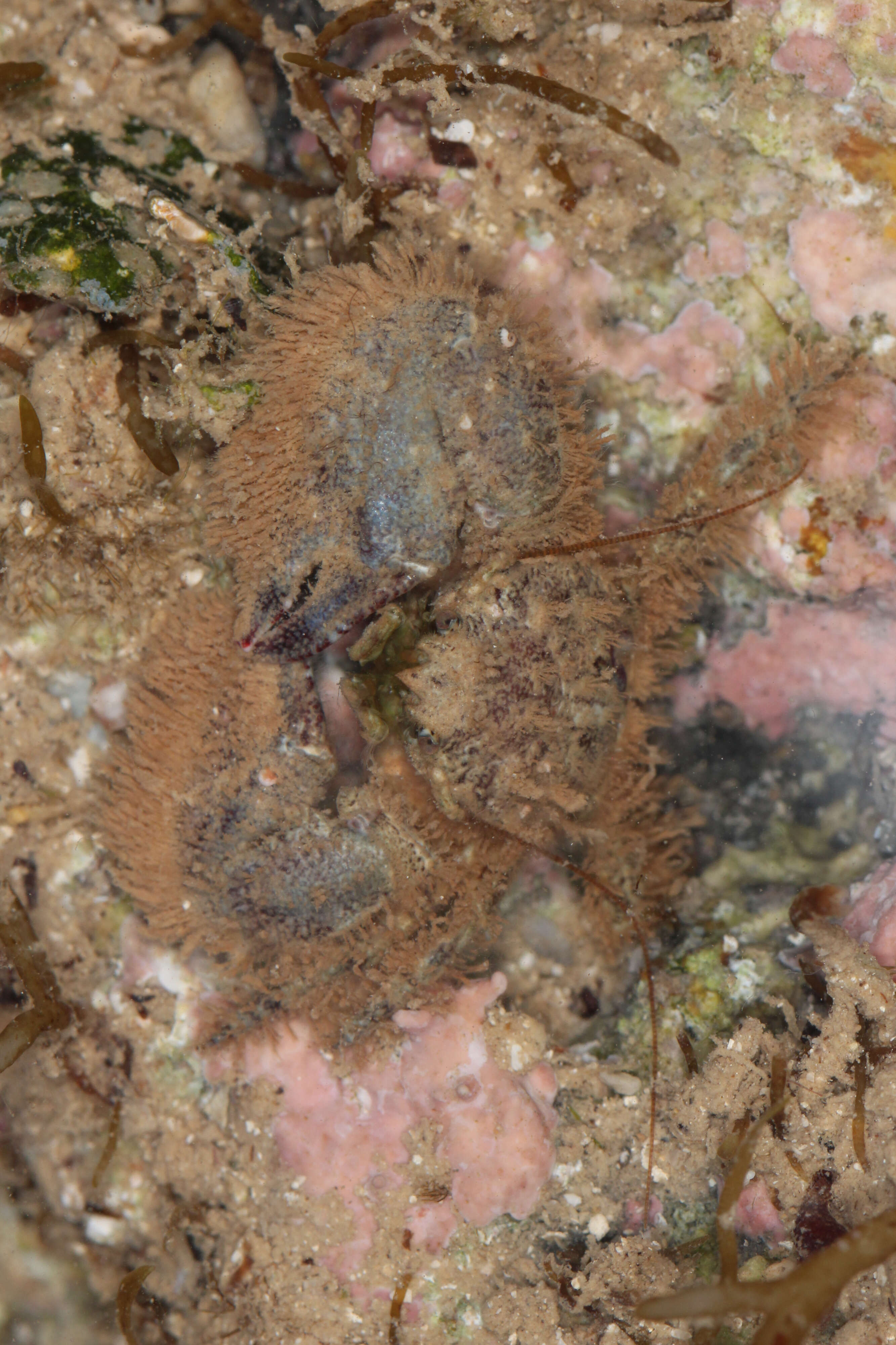 Image of broad-clawed porcelain crab