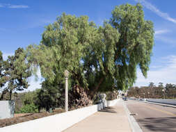 Image of Peruvian peppertree