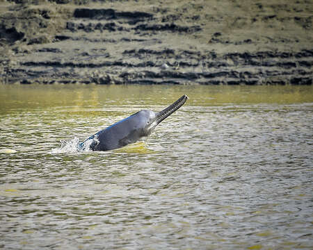 Image of Indian river dolphins