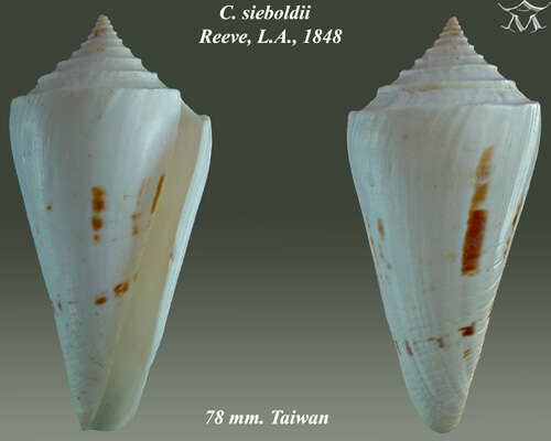 Image of Conasprella sieboldii (Reeve 1848)