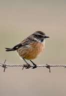 Image of African Stonechat