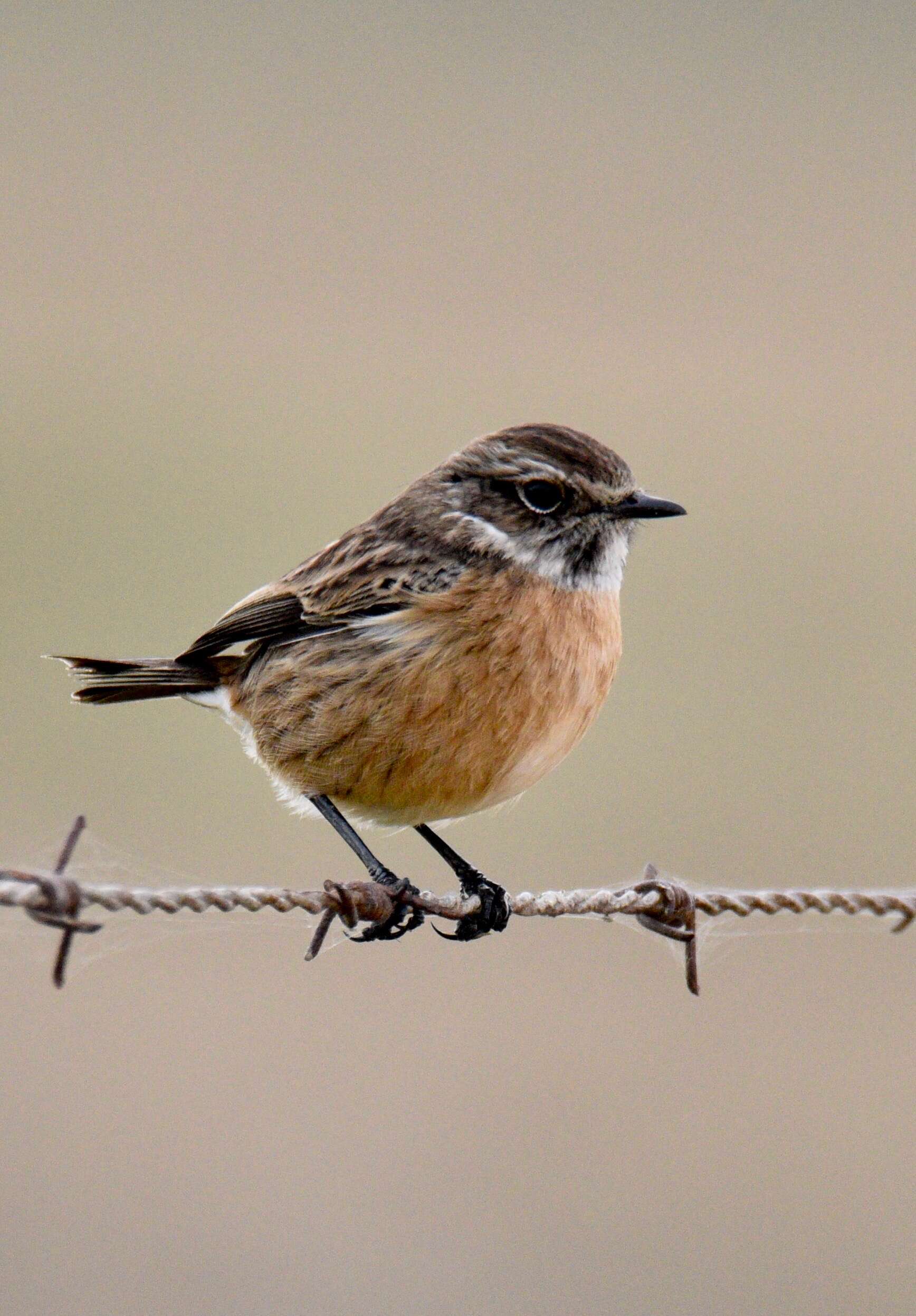 Image of African Stonechat