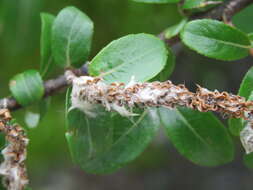 Image of Salix denticulata Andersson