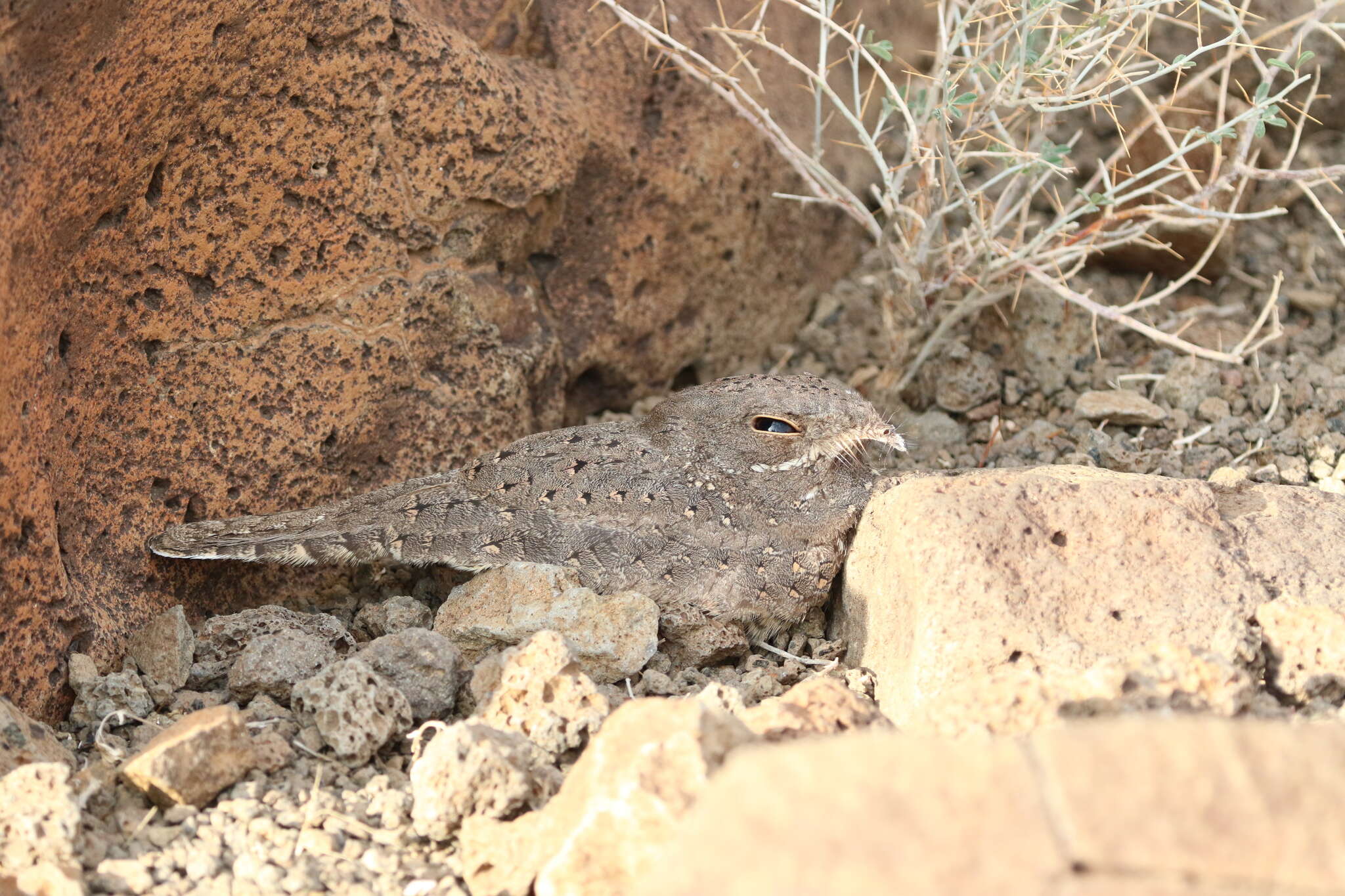 Слика од Caprimulgus stellatus Blundell & Lovat 1899