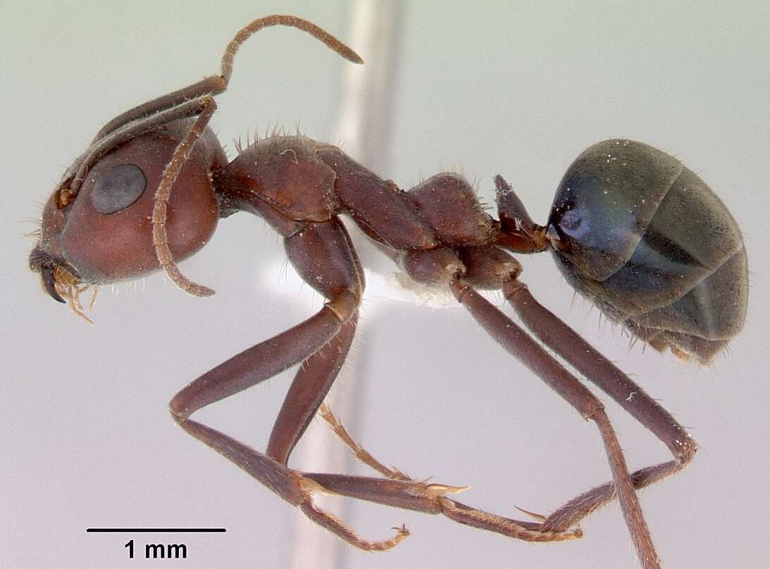 Plancia ëd Iridomyrmex bigi Shattuck 1993