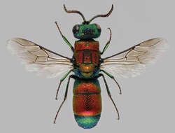 Image of Chrysis viridula L.