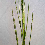 Image of Broom