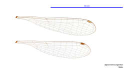 Sivun Agriocnemis argentea Tillyard 1906 kuva