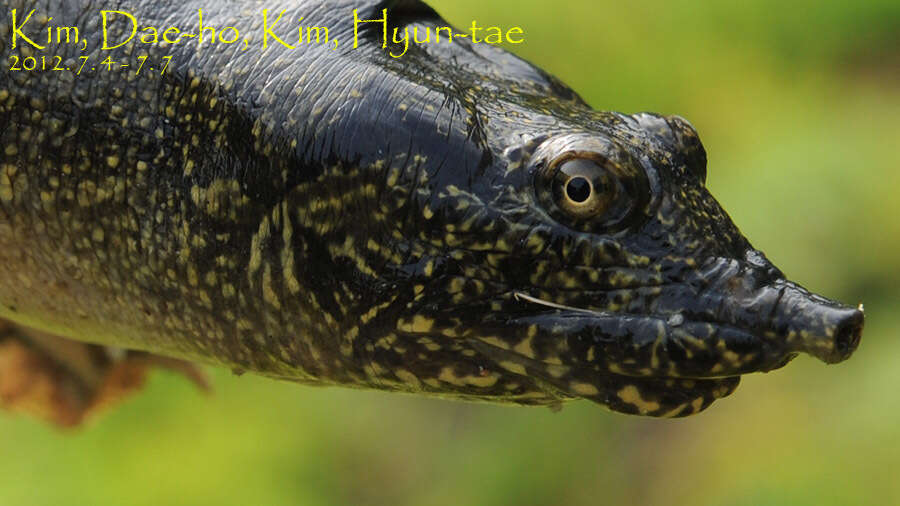 Image of Northern Chinese softshell turtle