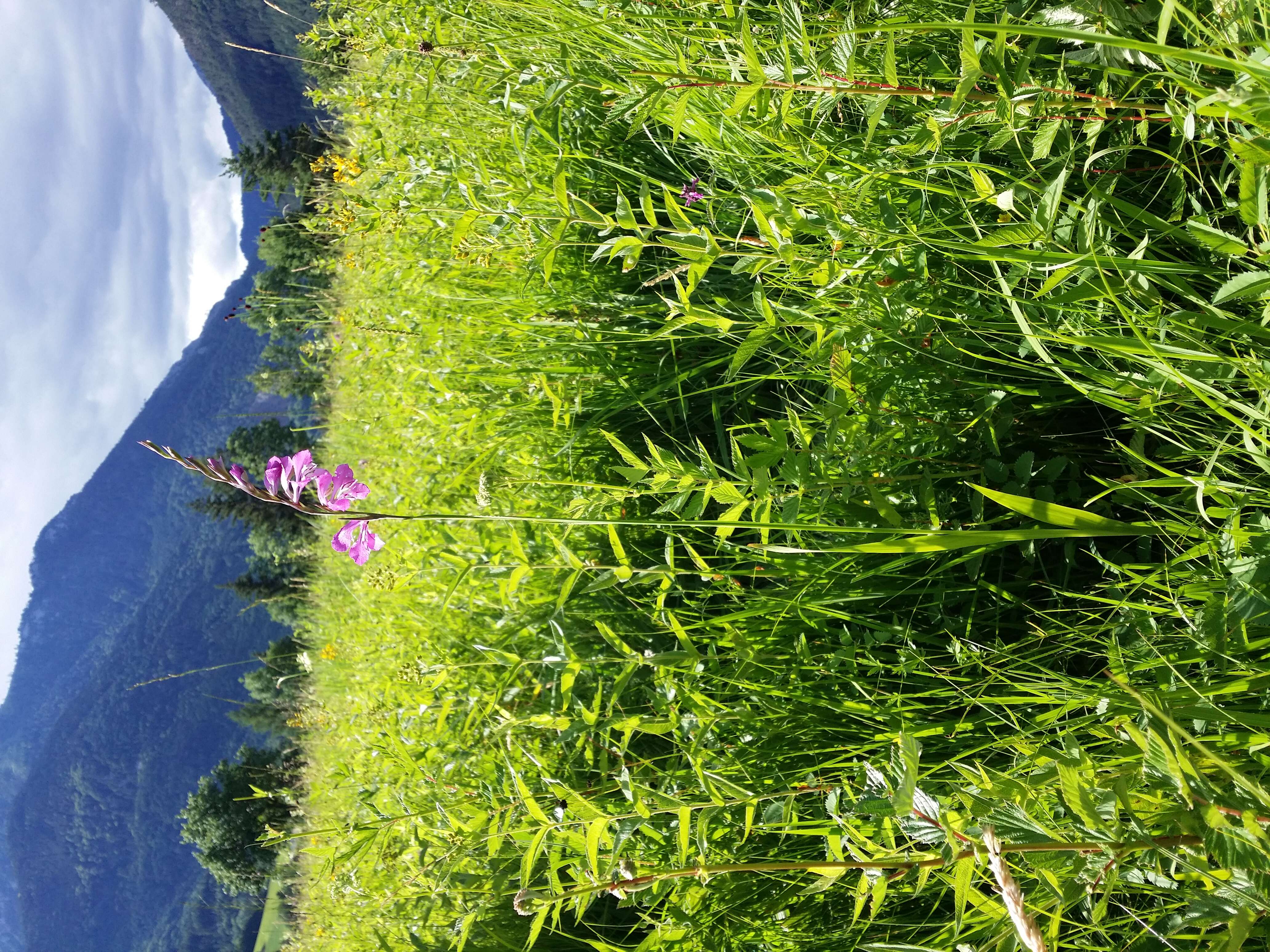 Image of Turkish Marsh Gladiolus