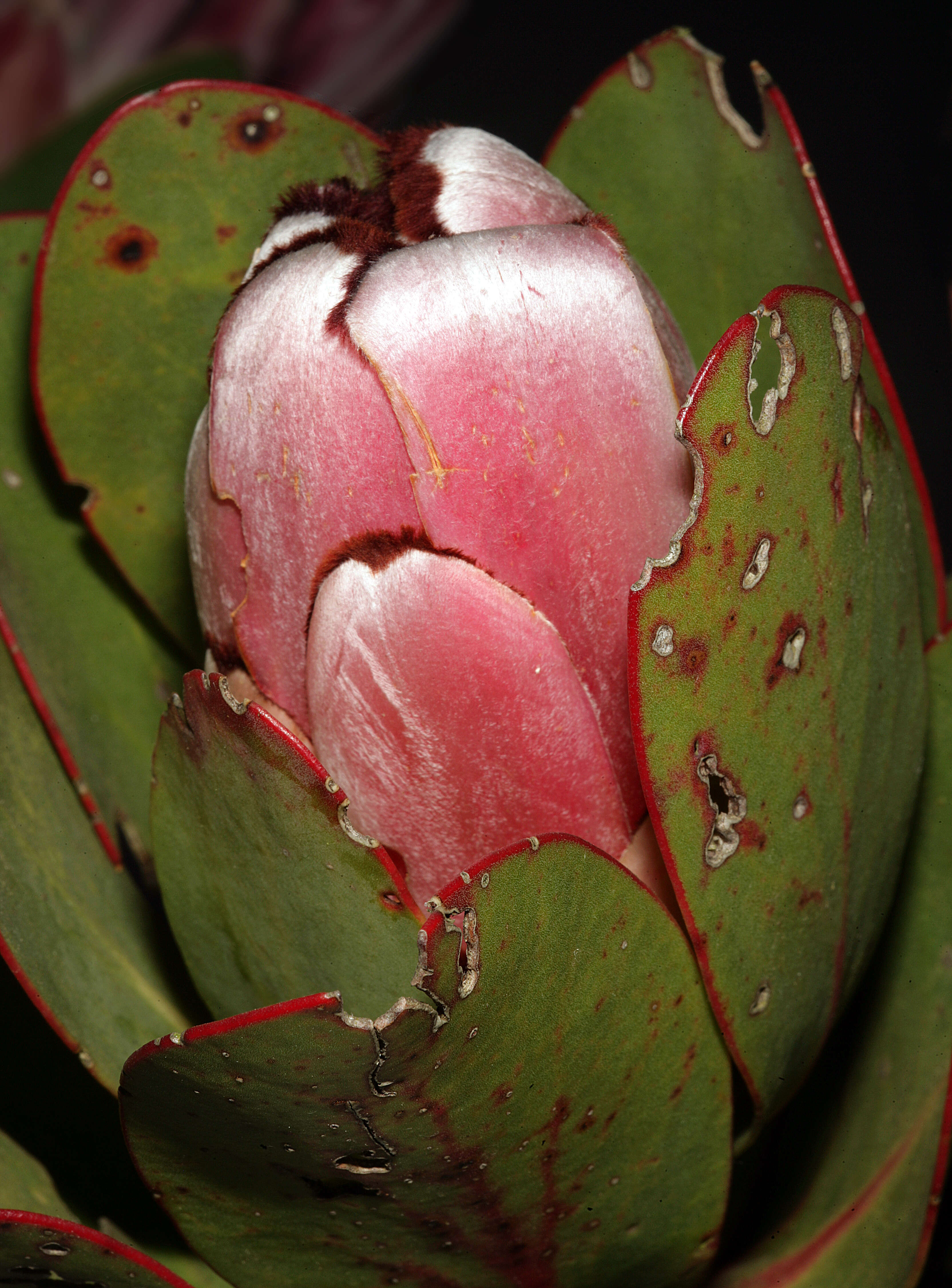 Image of Protea stokoei Phillips