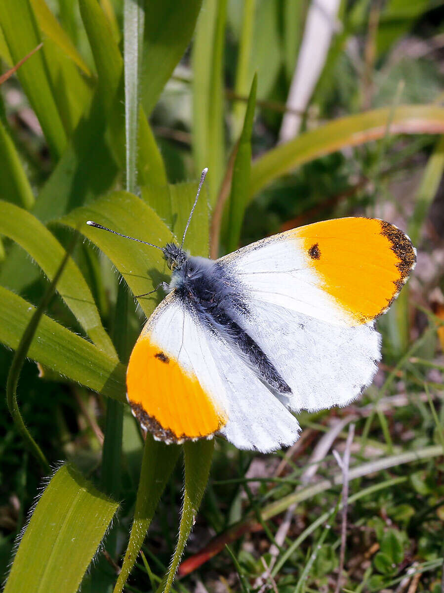 Image of orange tip