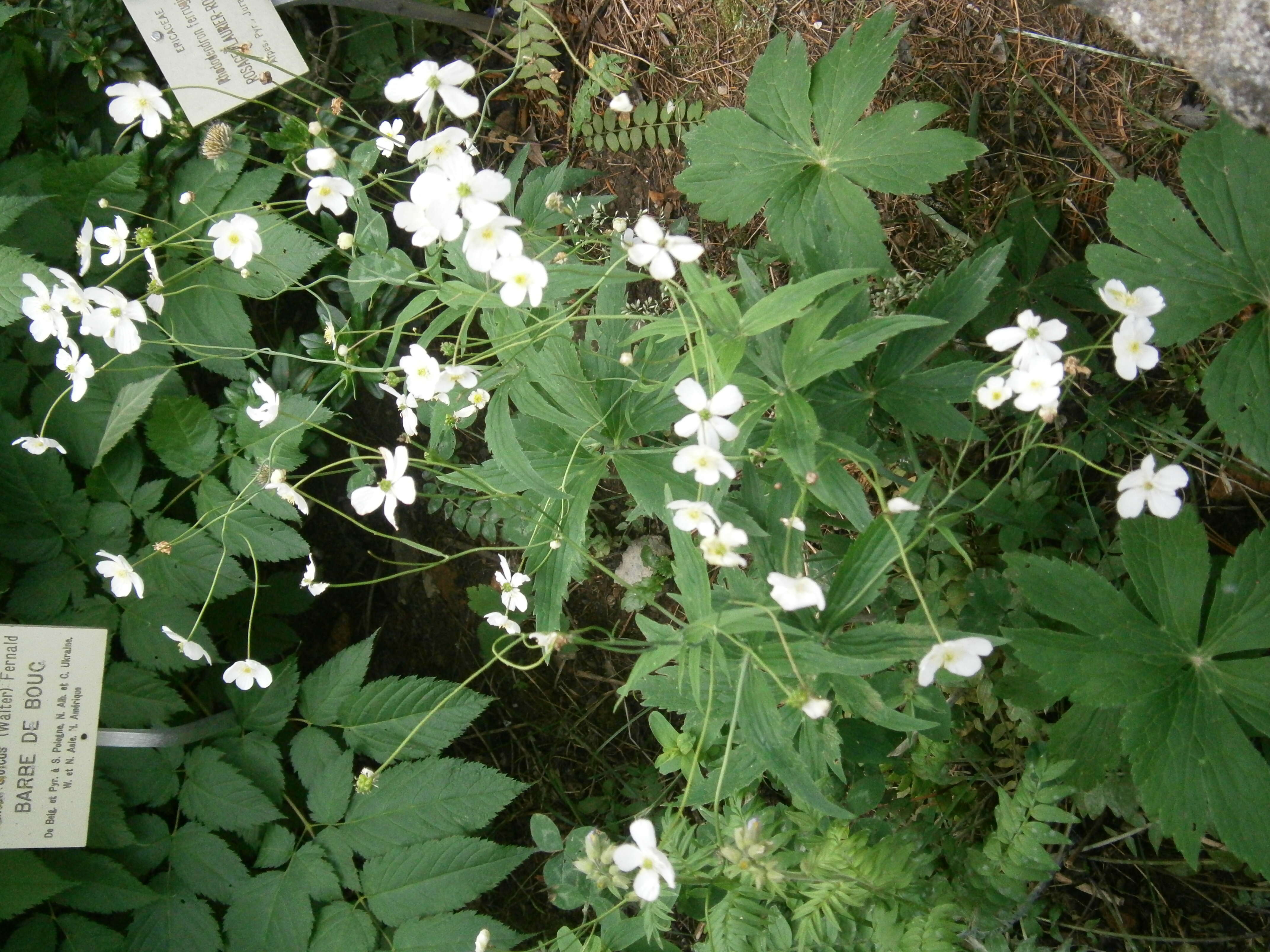 Plancia ëd Ranunculus platanifolius L.