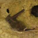 Image of Eastern Cave Bat