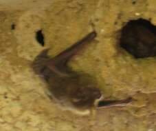 Image of Eastern Cave Bat