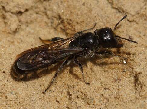 Image of Chelostoma florisomne (Linnaeus 1758)