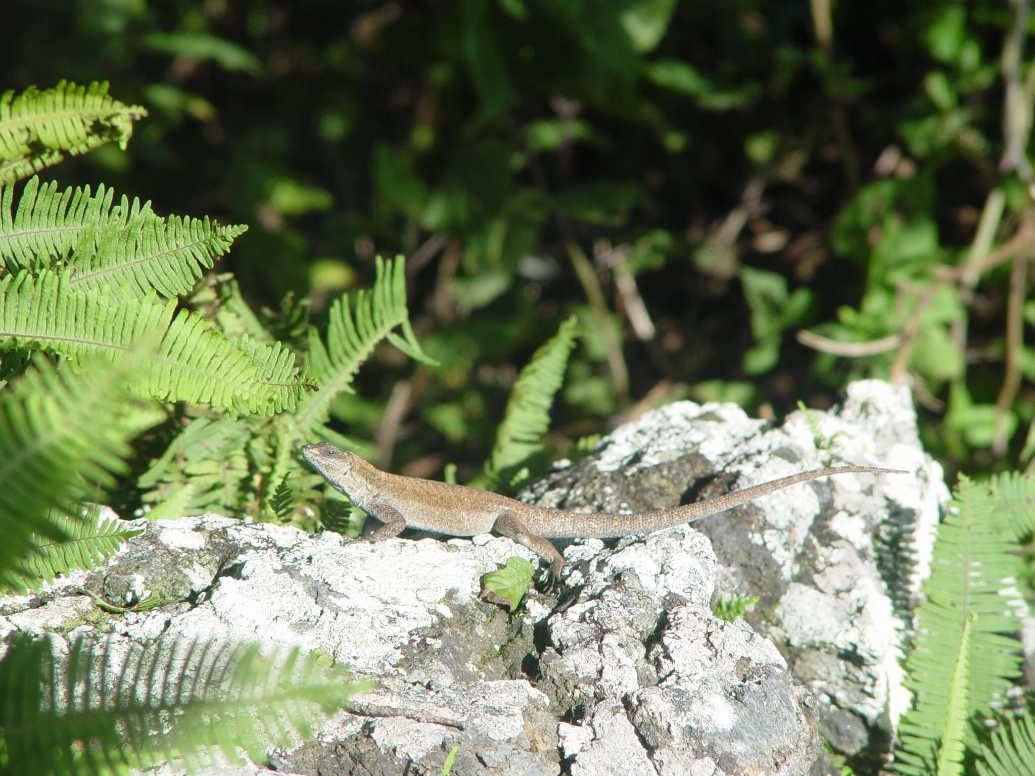 Image of Socorro Island Tree Lizard