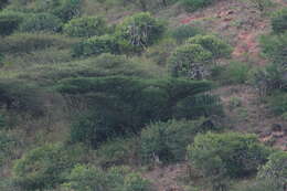 Plancia ëd Vachellia planifrons (J. König ex Wight & Arn.) Ragup., Seigler, Ebinger & Maslin