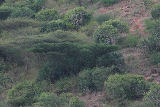 Plancia ëd Vachellia planifrons (J. König ex Wight & Arn.) Ragup., Seigler, Ebinger & Maslin