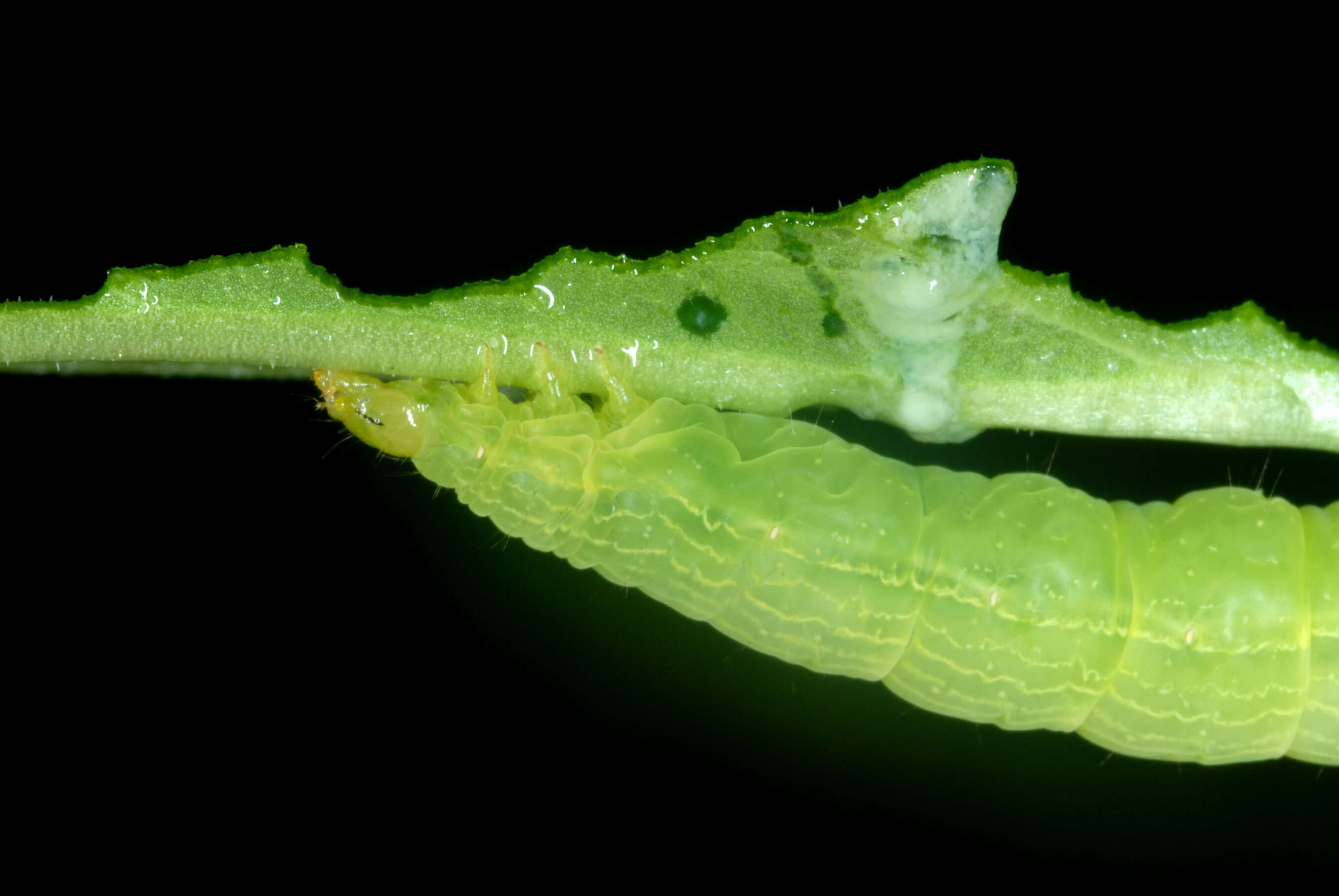 Image of Pink-washed Looper Moth