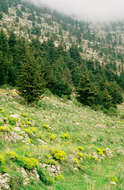 Image of Cilician Fir