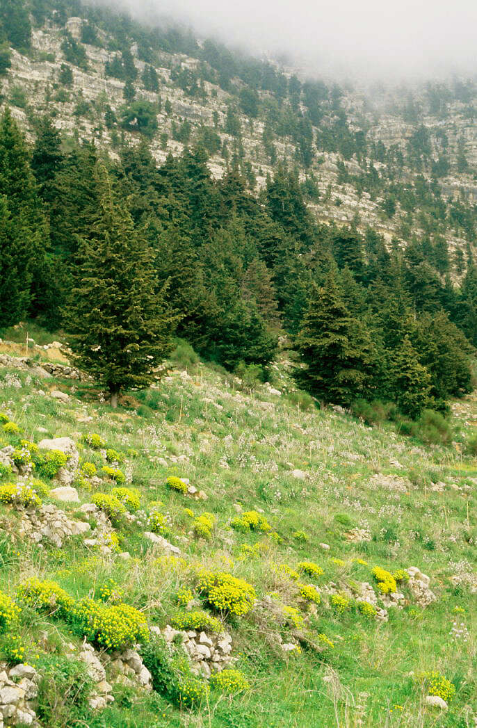 Imagem de Abies cilicica (Antoine & Kotschy) Carrière