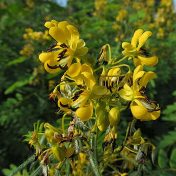 Image of American senna