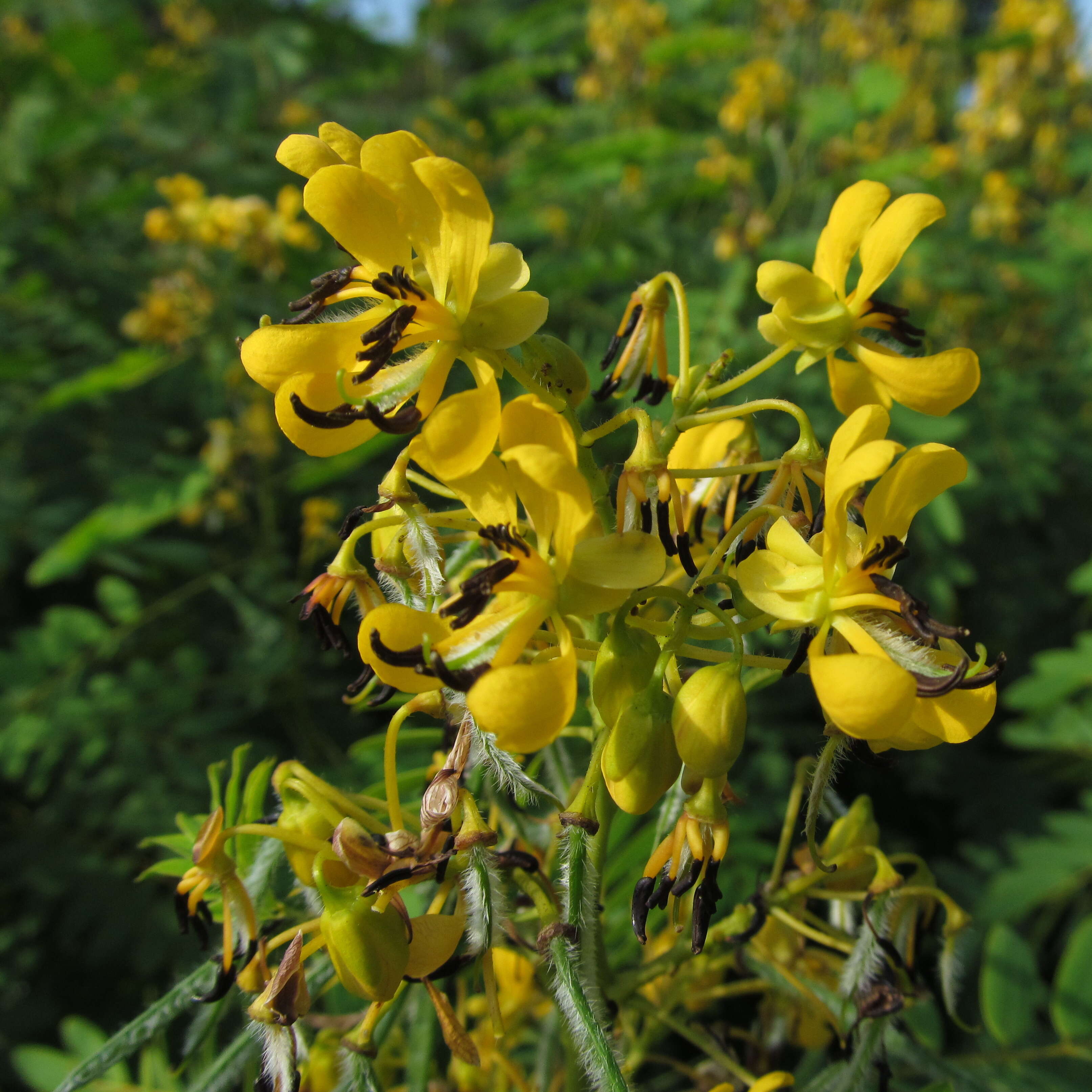 Image of American senna