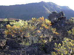 Image of alpine mirrorplant