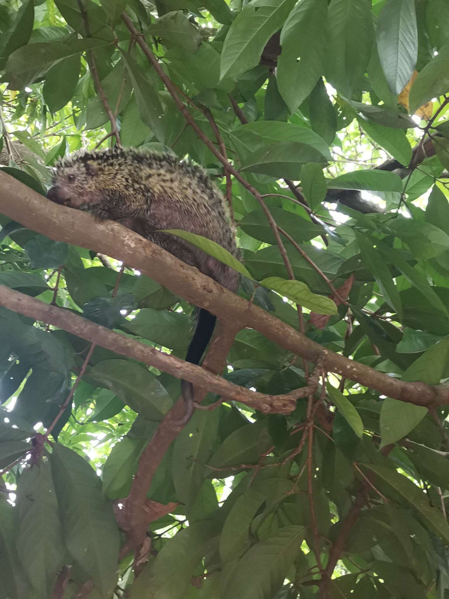 Image of Andean porcupine