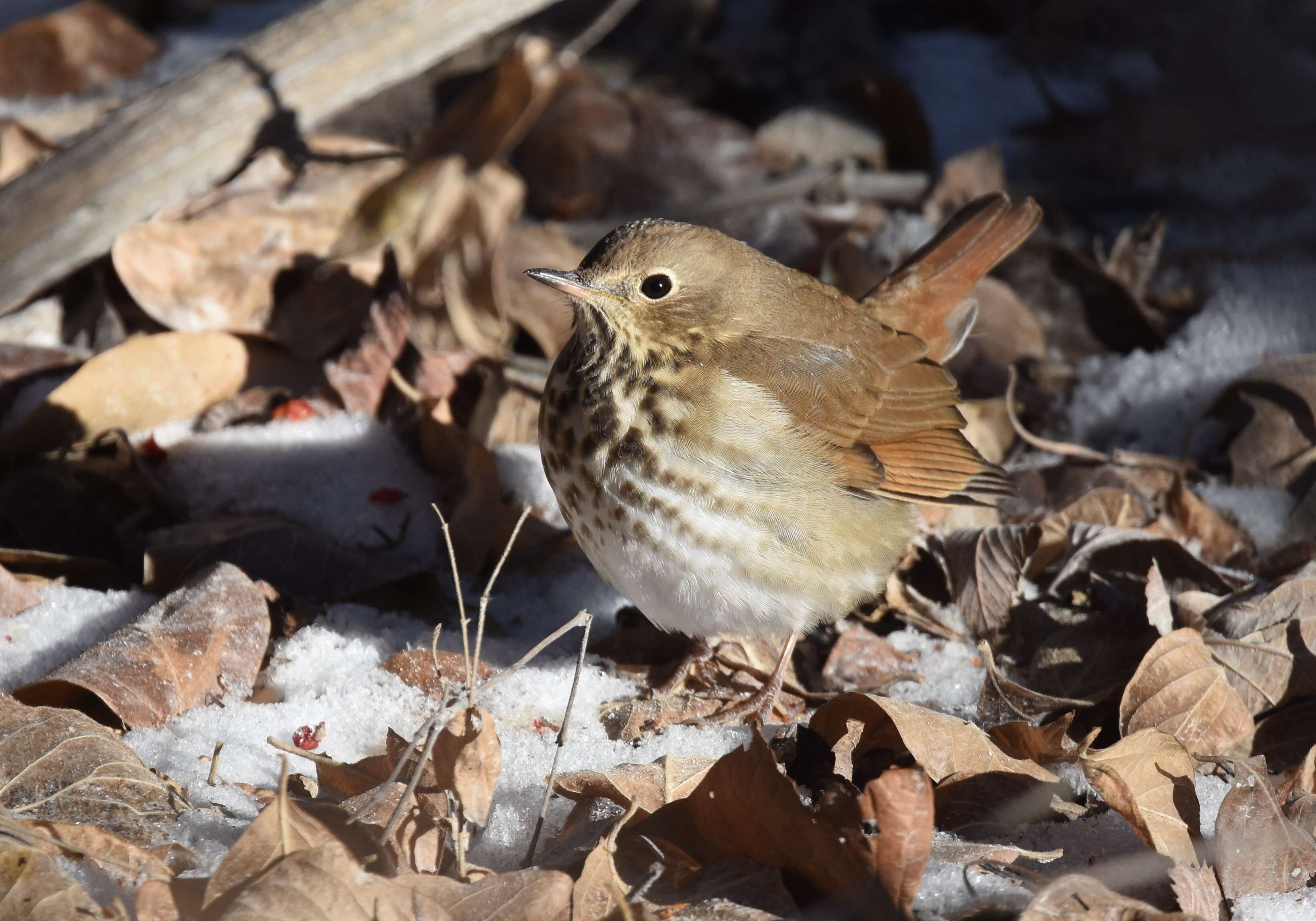 Image of Hermit Thrush