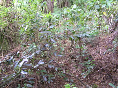 Imagem de Prunus laurocerasus L.