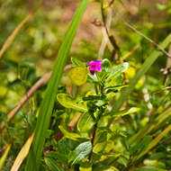 Image de Catharanthus