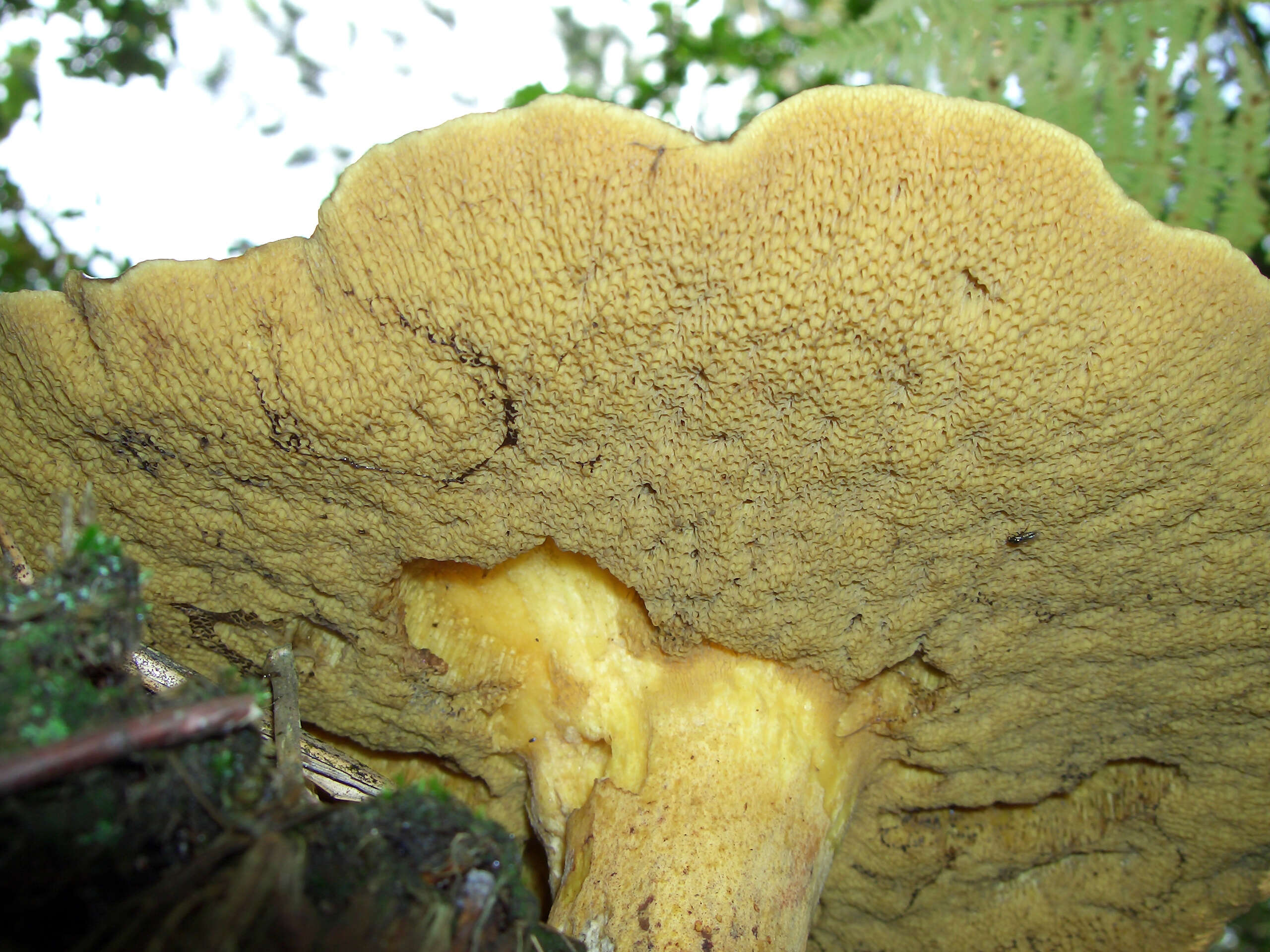 Image of Buchwaldoboletus hemichrysus (Berk. & M. A. Curtis) Pilát 1969