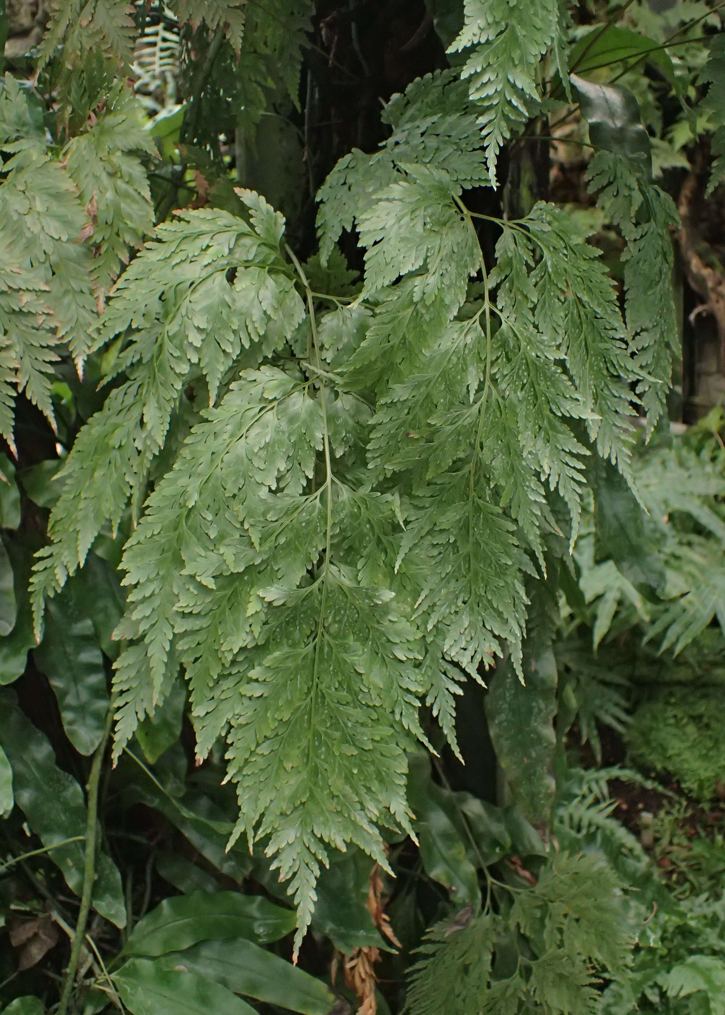 Image of black rabbitsfoot fern