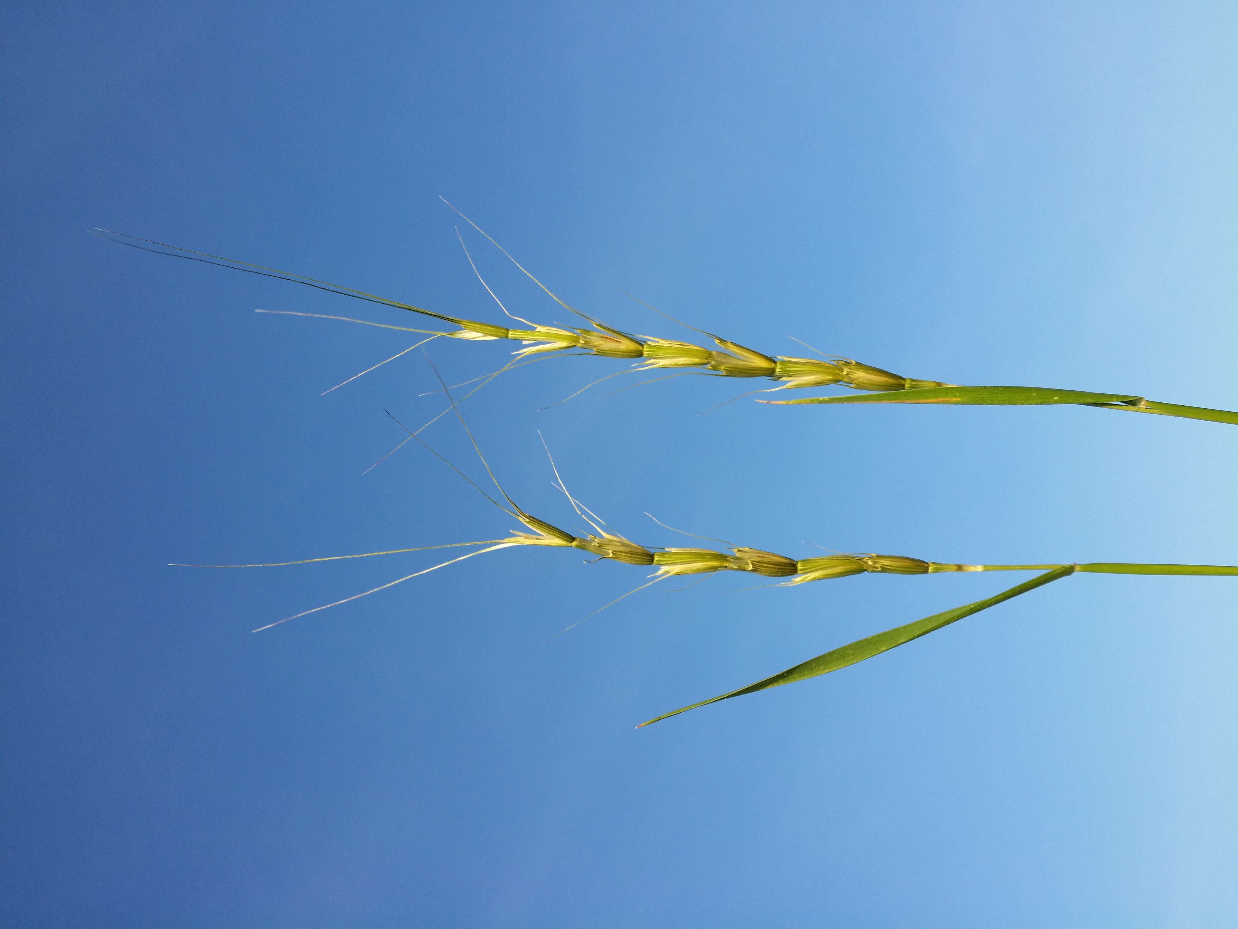 Plancia ëd Aegilops cylindrica Host