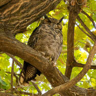 Image of Lesser Horned Owl