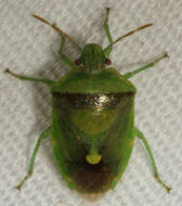 Image of Stink Bug