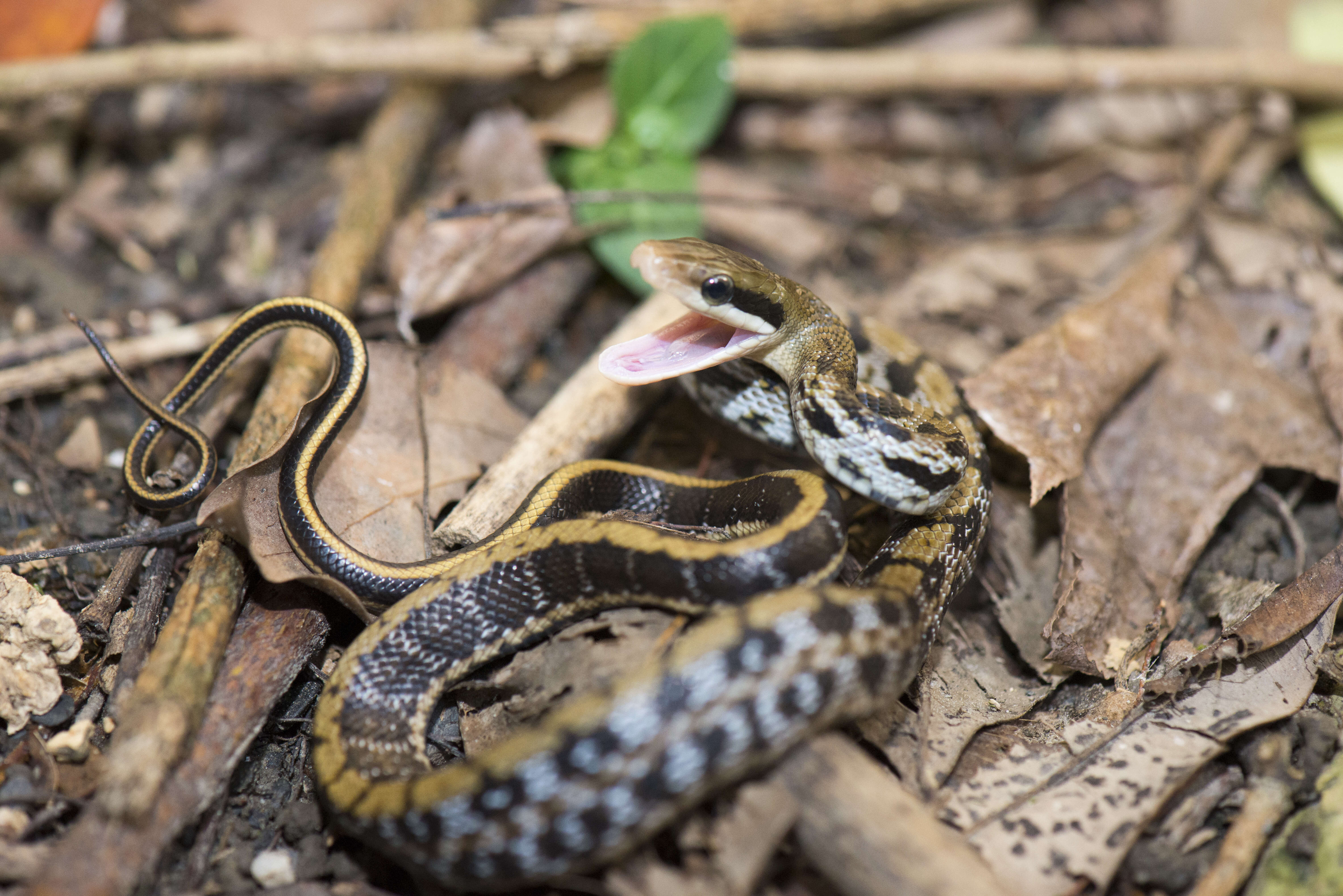 Image of beauty rat snake