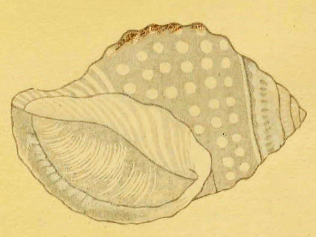 Image of Galeodea Link 1807