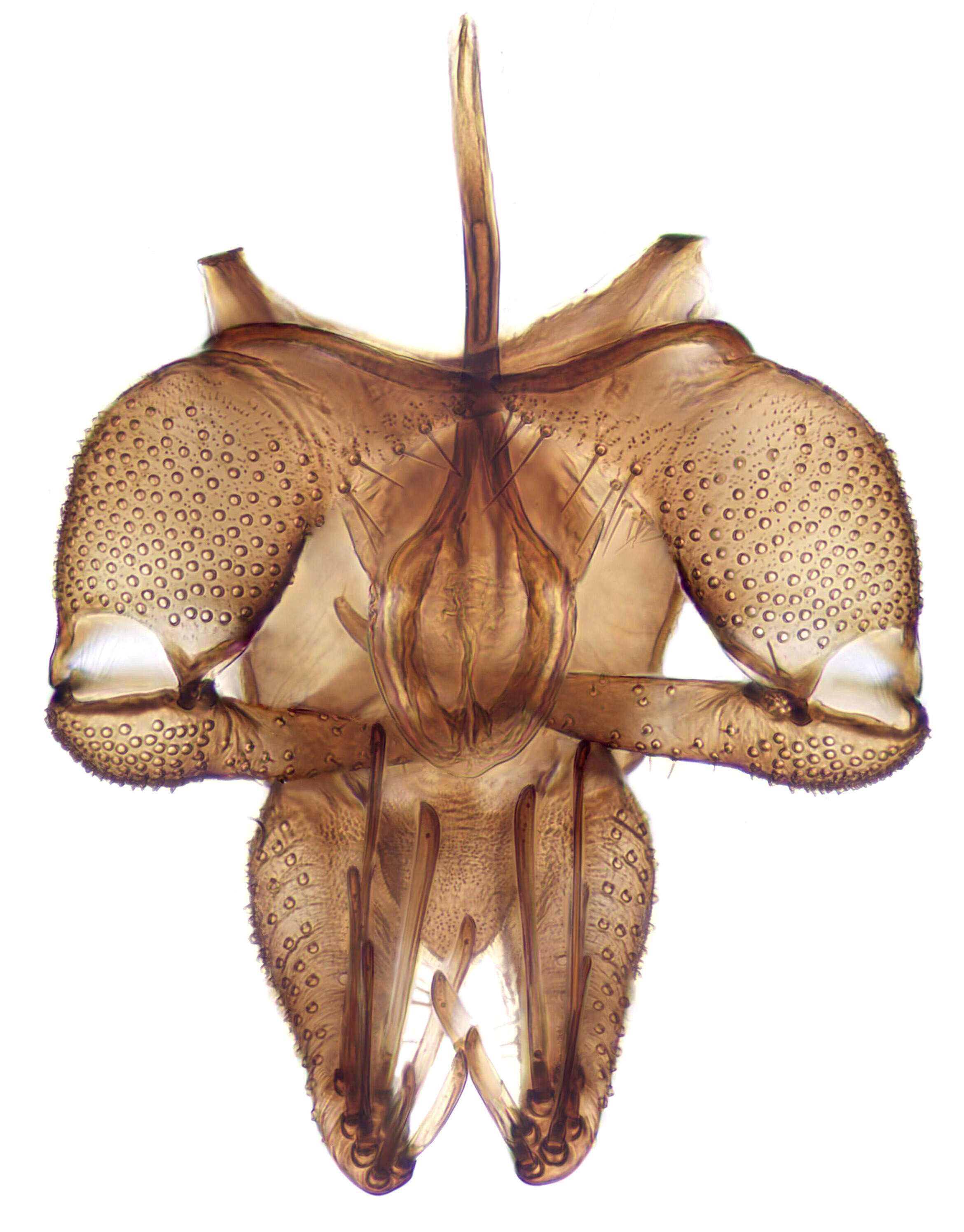 Image of moth flies and sand flies