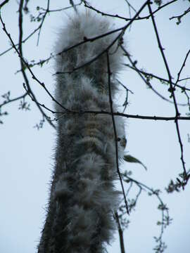 Pilosocereus quadricentralis (E. Y. Dawson) Backeb. resmi