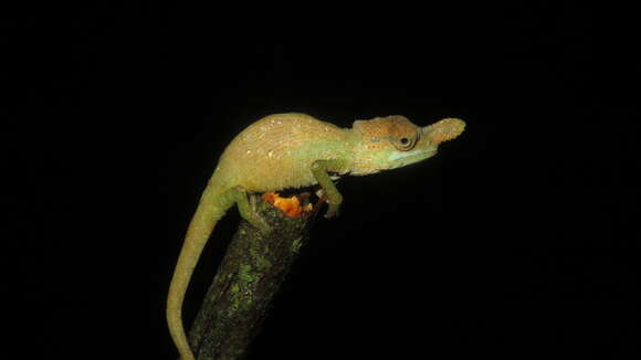 Image of Rednose Dwarf Chameleon