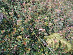 Image of Chilean guava