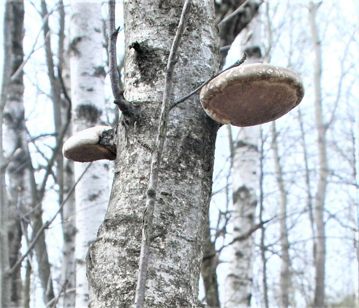 Image of birch polypore