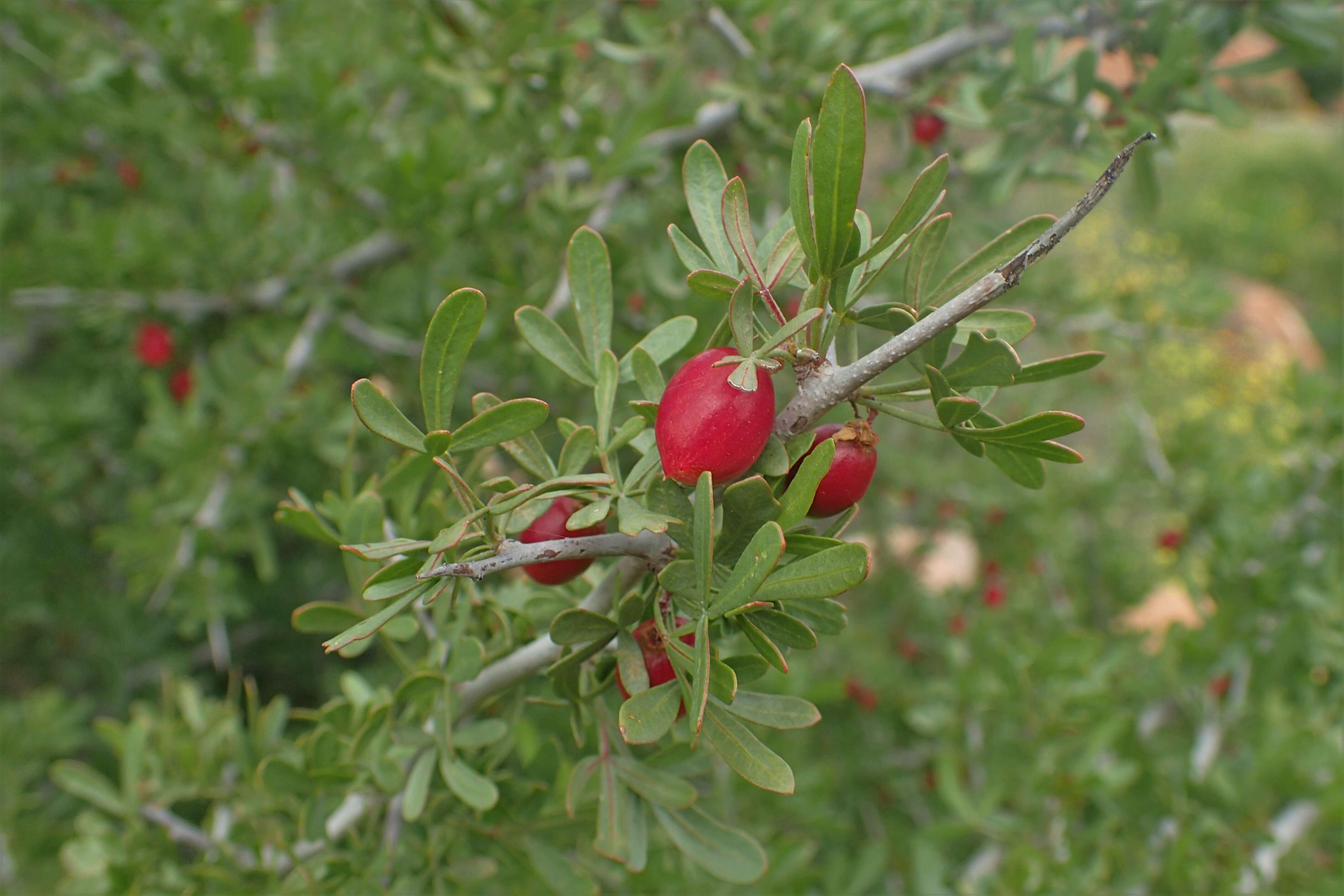 Image of Searsia pentaphylla (Jacq.) F. A. Barkley ex Moffett