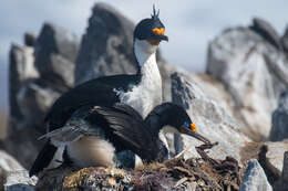 Image of Kerguelen Shag