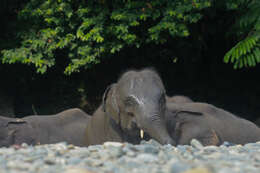 Image of Sumatran Elephant