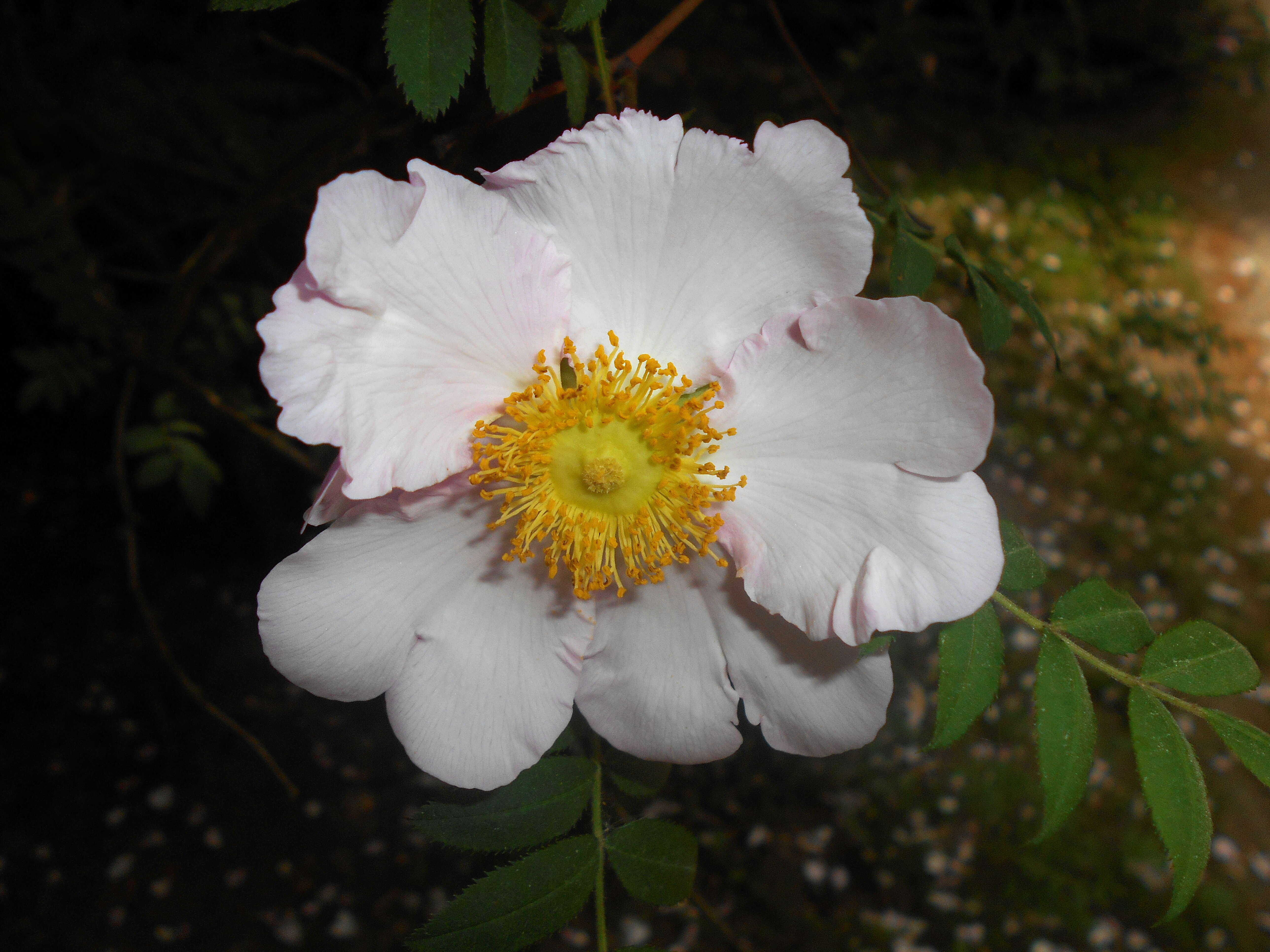 Image of chestnut rose